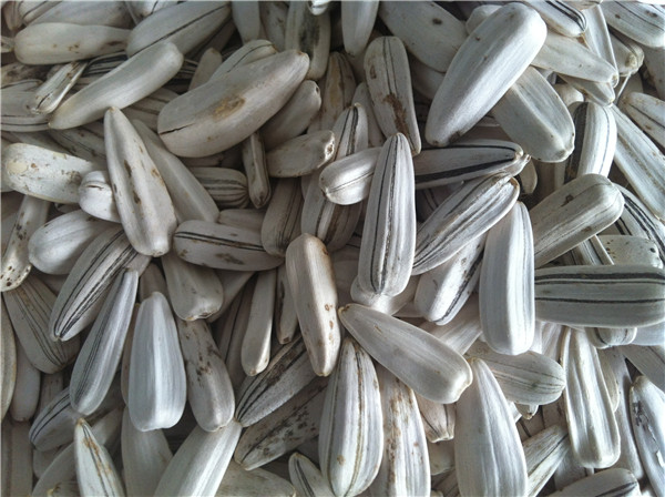 sunflower seeds