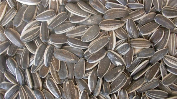  sunflower seeds