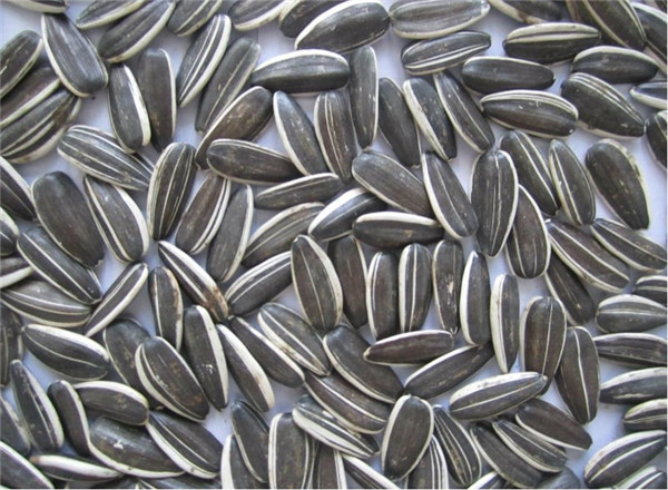 3 葵瓜子 sunflower seeds.jpg