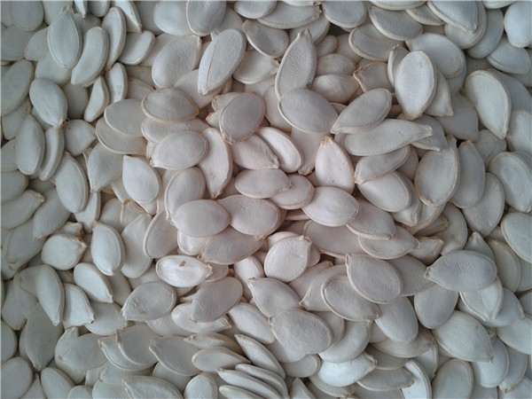 Pumpkin Seed