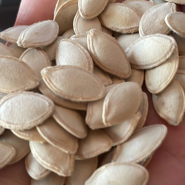 Pumpkin Seeds