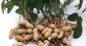 The efficacy and function of peanuts